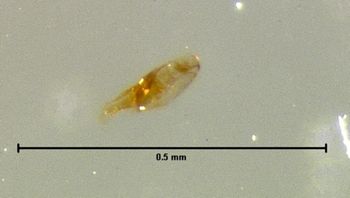 Media type: image;   Entomology 6576 Aspect: genitalia